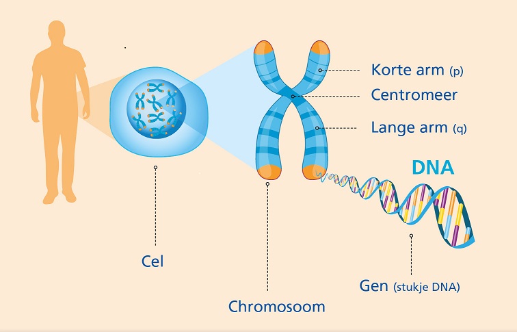 DNA, genen en chromosomen | Erfelijkheid.nl